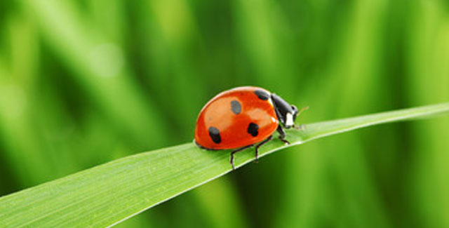 homepage-featured-activities-4